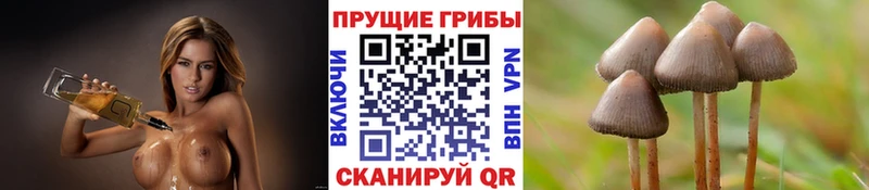 гидра ссылка  Пугачёв  Галлюциногенные грибы Magic Shrooms 